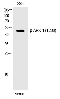 Rabbit Polyclonal Antibody to ARK-1 (Phospho-Thr288)