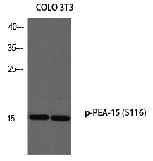 Rabbit Polyclonal Antibody to PEA-15 (Phospho-Ser116)