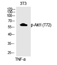 Rabbit Polyclonal Antibody to Akt1 (Phospho-Thr72)