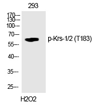 Rabbit Polyclonal Antibody to Krs-1/2 (Phospho-Thr183)