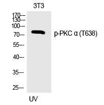 Rabbit Polyclonal Antibody to PKC α (Phospho-Thr638)