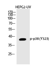 Rabbit Polyclonal Antibody to p38 (Phospho-Tyr323)