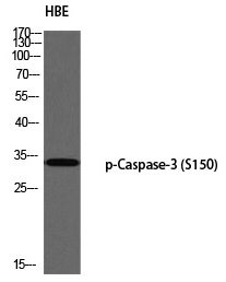 Rabbit Polyclonal Antibody to Caspase-3 (Phospho-Ser150)