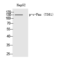 Rabbit Polyclonal Antibody to c-Fms (Phospho-Tyr561)