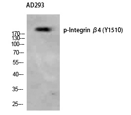 Rabbit Polyclonal Antibody to Integrin β4 (Phospho-Tyr1510)