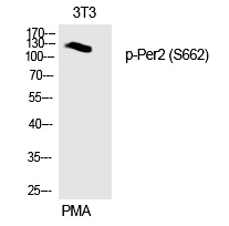 Rabbit Polyclonal Antibody to Per2 (Phospho-Ser662)