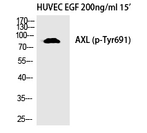 Rabbit Polyclonal Antibody to Axl (Phospho-Tyr691)