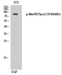 Rabbit Polyclonal Antibody to MerTK/Tyro3 (Phospho-Tyr749/681)