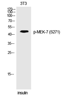 Rabbit Polyclonal Antibody to MEK-7 (Phospho-Ser271)