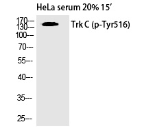 Rabbit Polyclonal Antibody to Trk C (Phospho-Tyr516)