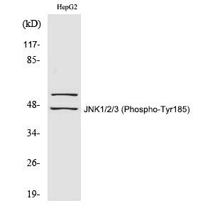 Rabbit Polyclonal Antibody to JNK1/2/3 (Phospho-Tyr185)