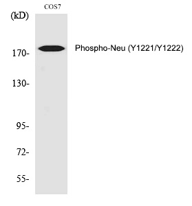 Rabbit Polyclonal Antibody to Neu (Phospho-Tyr1221/Tyr1222)