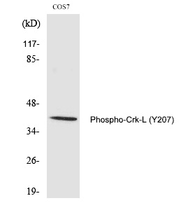 Rabbit Polyclonal Antibody to Crk-L (Phospho-Tyr207)