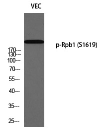 Rabbit Polyclonal Antibody to Rpb1 (Phospho-Ser1619)