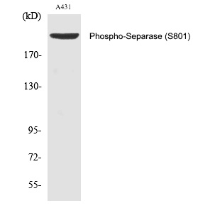 Rabbit Polyclonal Antibody to Separase (Phospho-Ser801)
