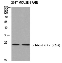 Rabbit Polyclonal Antibody to 14-3-3 θ/τ (Phospho-Ser232)