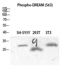 Rabbit Polyclonal Antibody to DREAM (Phospho-Ser63)