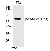 Rabbit Polyclonal Antibody to CRMP-2 (Phospho-Thr514)