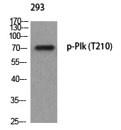Rabbit Polyclonal Antibody to Plk (Phospho-Thr210)