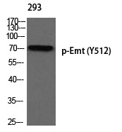 Rabbit Polyclonal Antibody to Emt (Phospho-Tyr512)