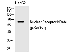 Rabbit Polyclonal Antibody to Nur77 (Phospho-Ser351)