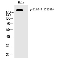 Rabbit Polyclonal Antibody to ErbB-3 (Phospho-Tyr1289)