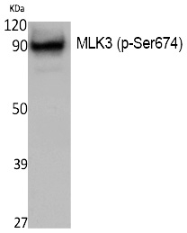Rabbit Polyclonal Antibody to MLK3 (Phospho-Ser674)