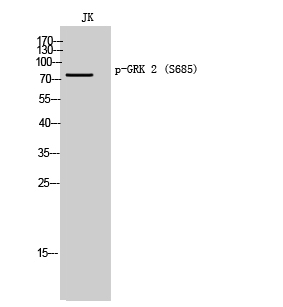 Rabbit Polyclonal Antibody to GRK2 (Phospho-Ser685)