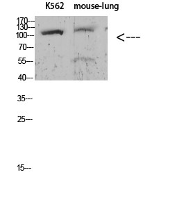 Rabbit Polyclonal Antibody to Sodium Potassium ATPase alpha-1 (Phospho-Tyr260)