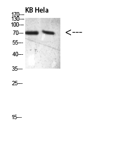Rabbit Polyclonal Antibody to PRC1(Phospho-Thr481)Polyclonal