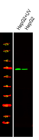 Rabbit Polyclonal Antibody to PAK4/5/6 (Phospho-Ser474)