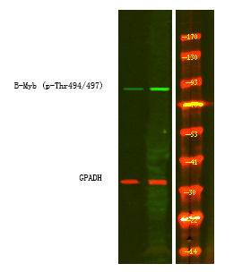 Rabbit Polyclonal Antibody to B-Myb (Phospho-Thr494/497)