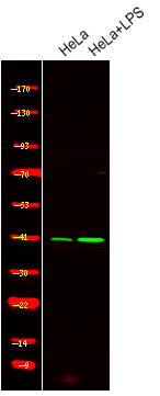 Rabbit Polyclonal Antibody to c-Jun (Phospho-Ser249)