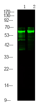 Rabbit Polyclonal Antibody to Caspase 8 (Phospho-Tyr448)