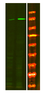 Rabbit Polyclonal Antibody to eNOS (Phospho-Ser114)