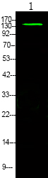 Rabbit Polyclonal Antibody to eNOS (Phospho-Ser633)