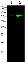 Rabbit Polyclonal Antibody to FKHRL1 (Phospho-Ser644)