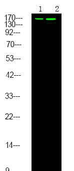 Rabbit Polyclonal Antibody to Met (Phospho-Ser985)