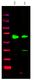 Rabbit Polyclonal Antibody to MAP3K2 (Phospho-Ser520)