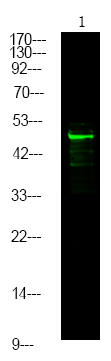 Rabbit Polyclonal Antibody to MNK2 (Phospho-Thr249)