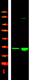 Rabbit Polyclonal Antibody to p38-γ/δ(Phospho-Tyr185/182)