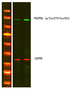 Rabbit Polyclonal Antibody to PDGFRb (Phospho-Tyr579+Tyr581)