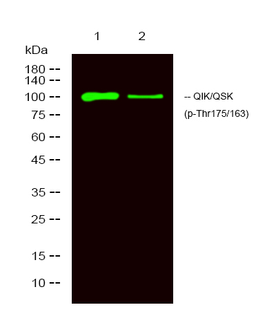 Rabbit Polyclonal Antibody to QIK/QSK (Phospho-Thr175/221)