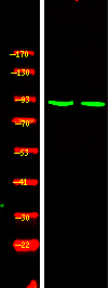 Rabbit Polyclonal Antibody to SIK (Phospho-Thr182)