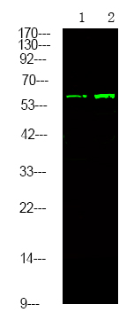 Rabbit Polyclonal Antibody to TGFBR2 (Phospho-Tyr284)