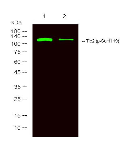 Rabbit Polyclonal Antibody to TIE2 (Phospho-Ser1119)