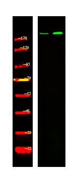 Rabbit Polyclonal Antibody to BRCA1 (Phospho-Ser1497)