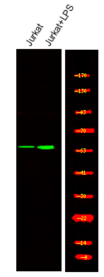 Rabbit Polyclonal Antibody to TRF2 (Phospho-Thr188)