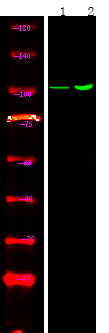 Rabbit Polyclonal Antibody to Androgen Receptor (Phospho-Tyr267)