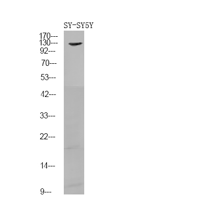 Rabbit Polyclonal Antibody to FGFR1/2 (Phospho-Tyr730/733)